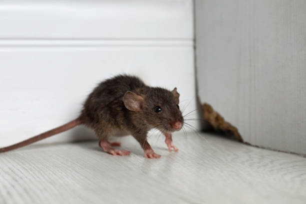 Are backyard patios contributing to indoor ant infestations without homeowners realizing it?