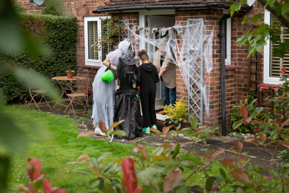 What Every Homeowner Should Know About Safe and Effective Bat Removal