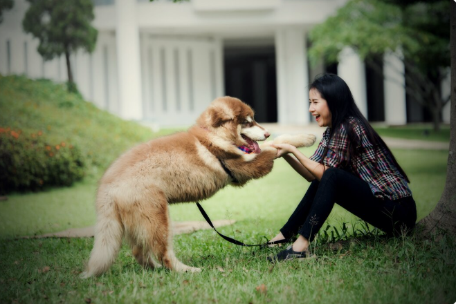 Why Dog Daycare Helps Active Dogs Stay Happy, Social, and Well-Behaved